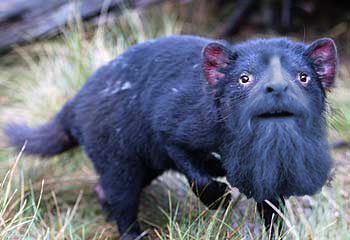 tasmanian brevil